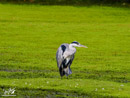 Grey Heron - Czapla Siwa